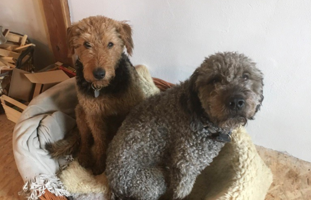 Zwei Bürohunde nebeneinander in einem Hundekörbchen: ein junger Airedale Terrier und ein grau gelockter Mischling